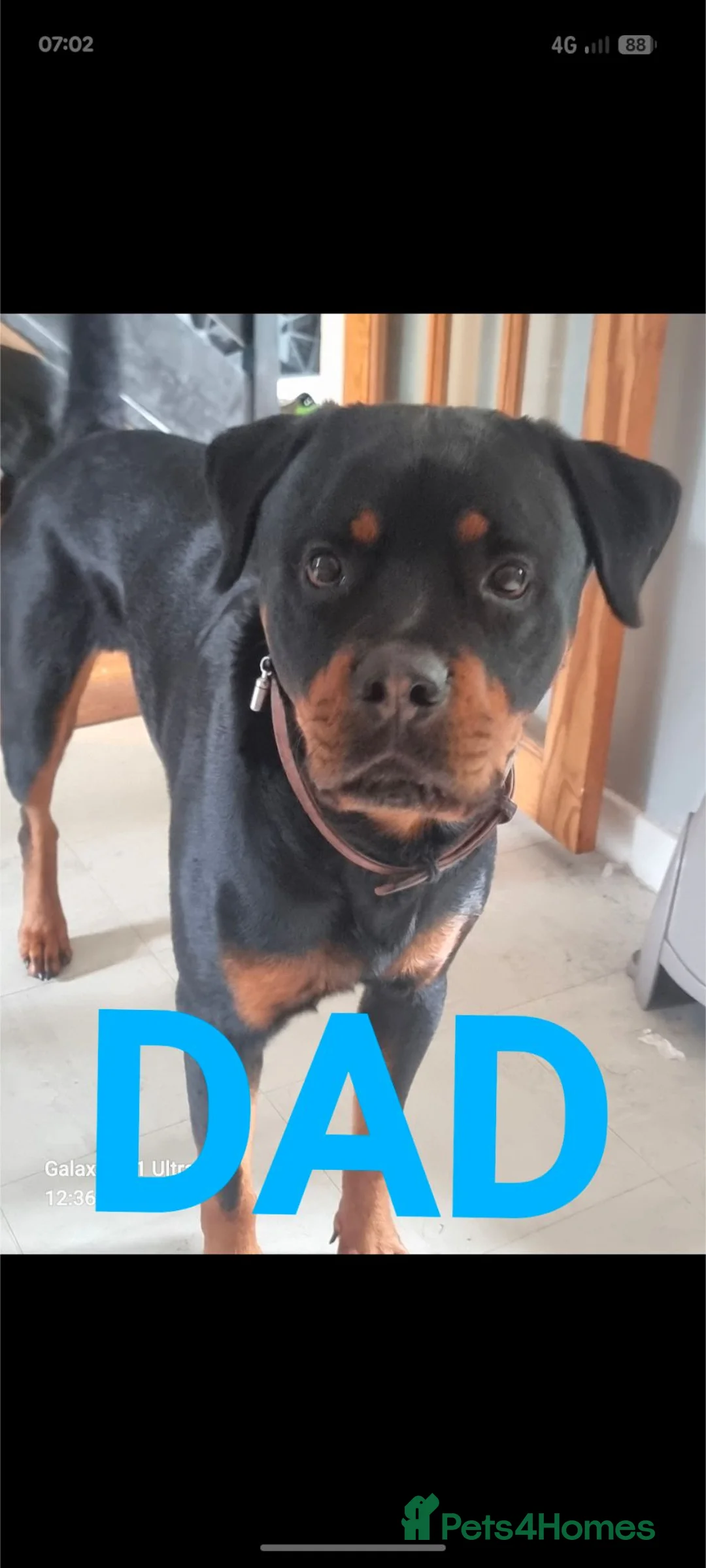 Rottweiler dogs for sale: Beautiful rottweiler pups in Exeter - Advert 2