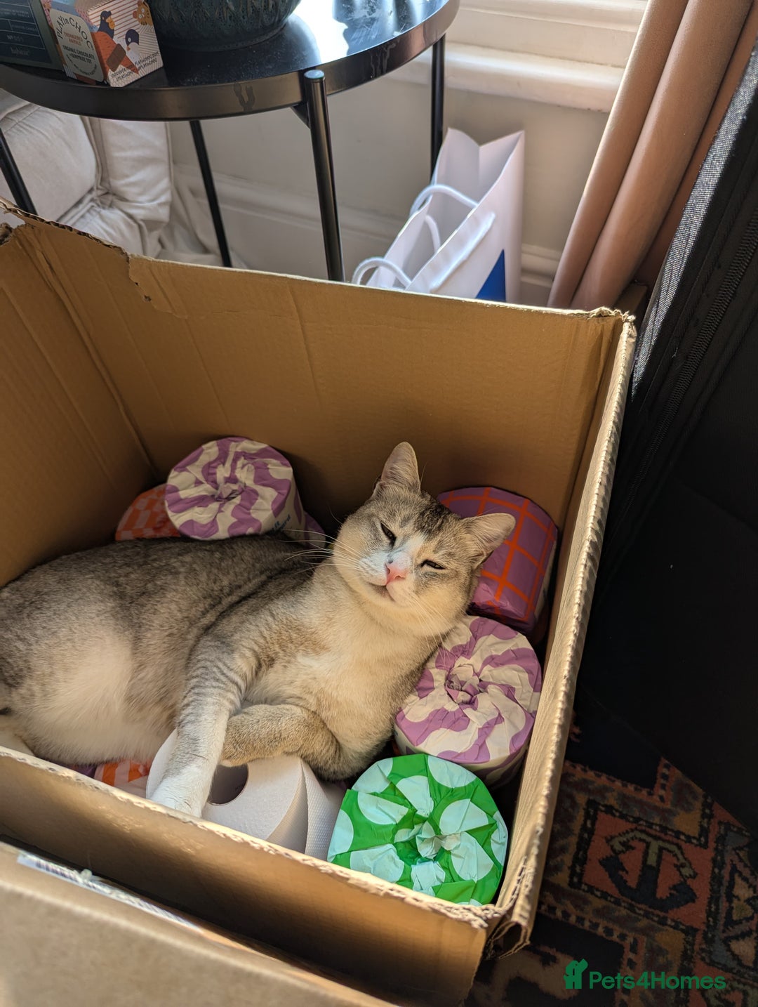 Mixed Breed cats for adoption: SKY - UNUSUAL MIXBREED HANDSOME PERFECT HEALTH - Image 20