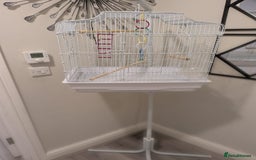 Canaries birds for sale: Yellow canary - Image 7