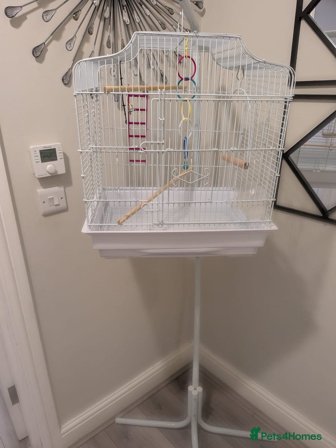 Canaries birds for sale: Yellow canary - Image 7