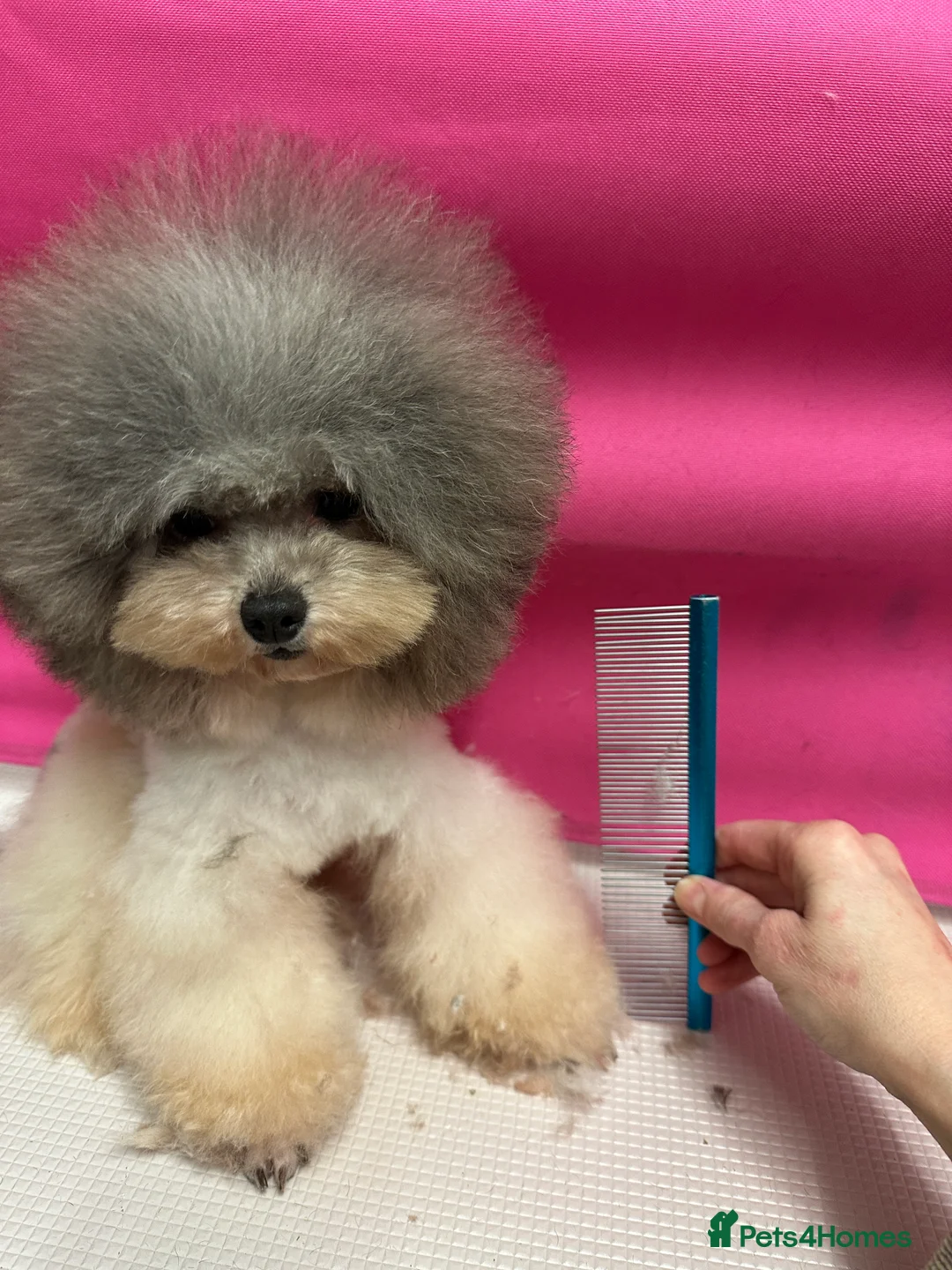 Toy Poodle dogs for stud: 7.5inch Toy HEALTH TESTED ASIAN IMPORT in Guildford - Advert 5