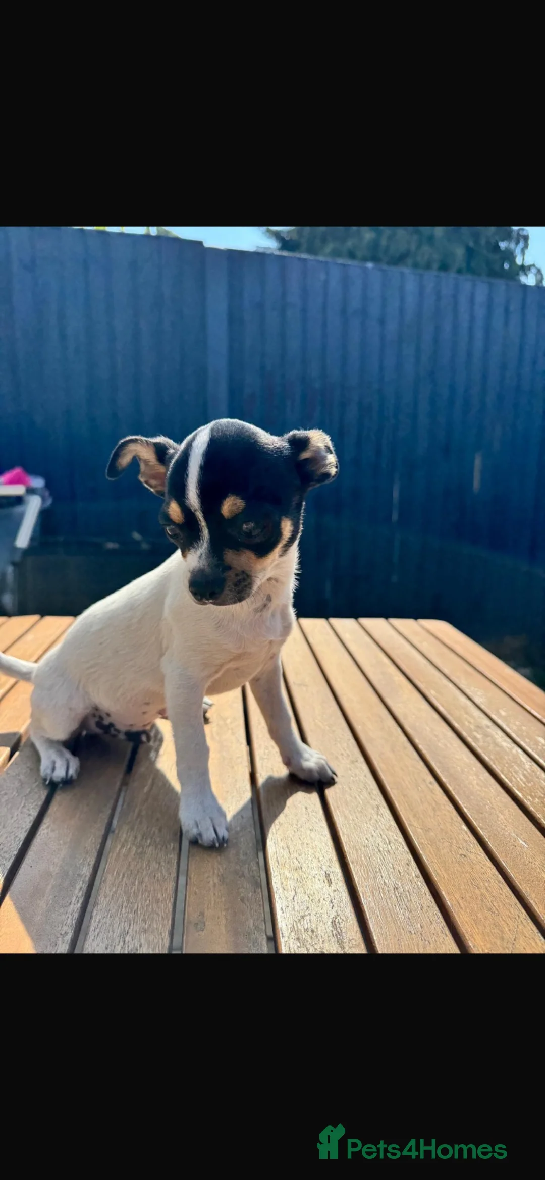 Chihuahua dogs for sale: Chihuahua  - Advert 2