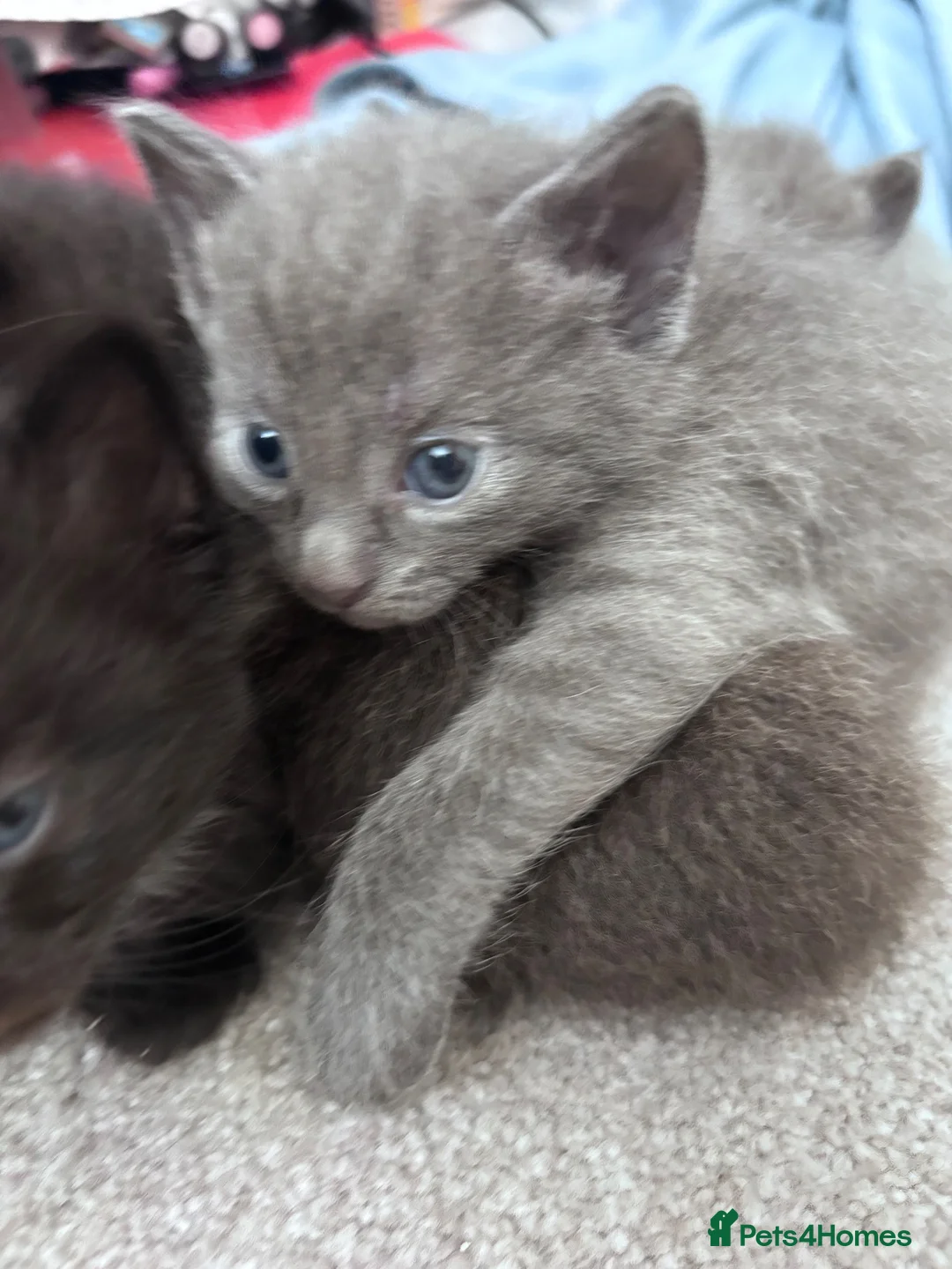Mixed Breed cats for sale: 4 kittens for sale  - Advert 2