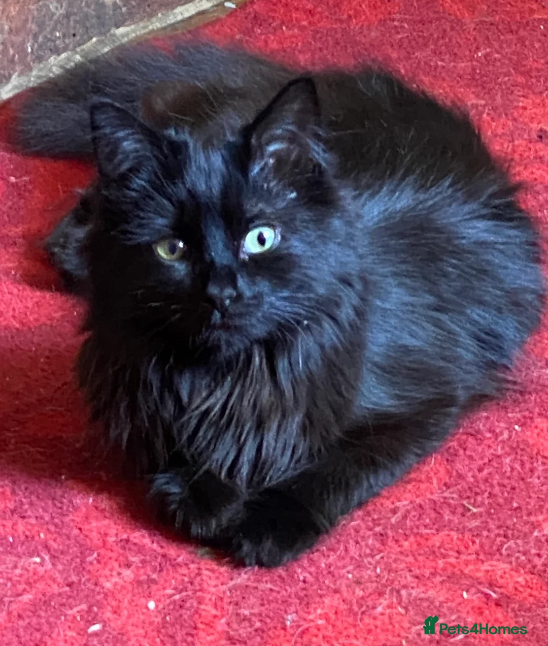 Mixed Breed cats for sale: 4 beautiful fluffy black kittens 10 weeks old - Advert 2