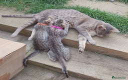 Ocicat cats for sale: 3 Pretty, Pedigree, Black Silver Ocicat Girls - Image 2