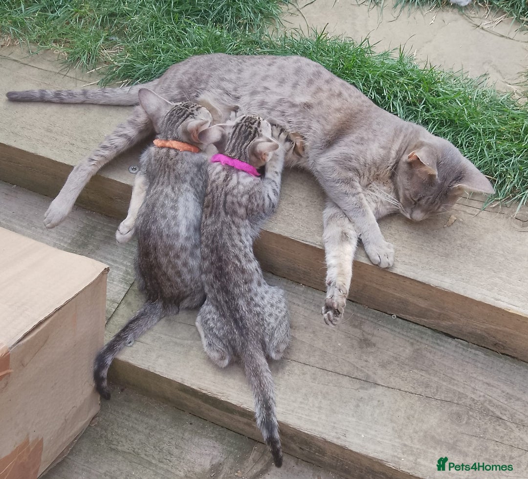 Ocicat cats for sale: 3 Pretty, Pedigree, Black Silver Ocicat Girls - Image 2