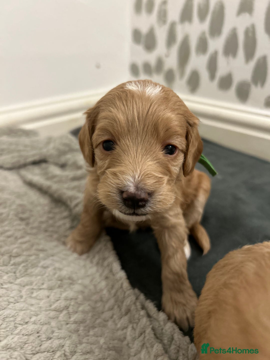 Cockapoo dogs for sale: 3 GORGEOUS COCKAPOOS💓 - Advert 9