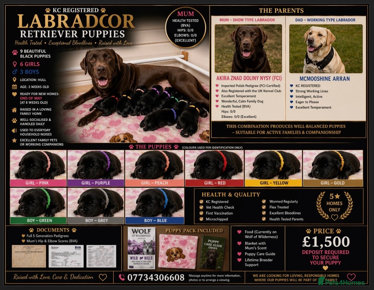 Labrador Retriever dogs LABRADOR RETRIEVER PUPPIES – HEALTH TESTED - Advert 1