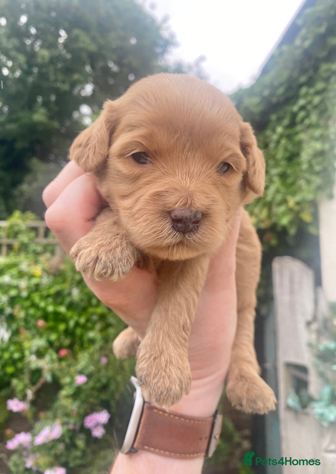 Mixed Breed dogs for sale:  Cavapoo x Cockapoo Ready 9th August - Image 18