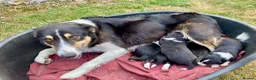 Border Collie dogs for sale: Beautiful Border Collie Puppies - Advert 3