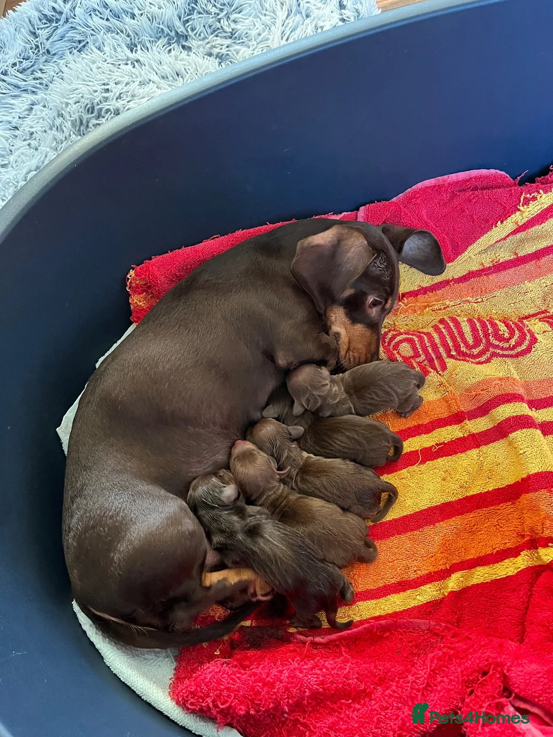 Miniature Dachshund dogs for sale: 5 lovely miniature dachshund puppies for sale - Advert 2
