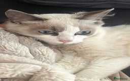Ragdoll cats for sale: 6 month old seal ragdoll  - Image 2