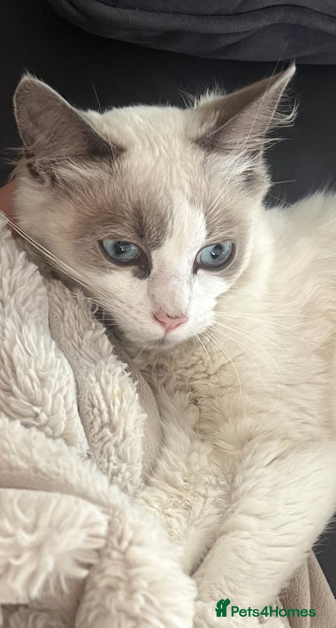 Ragdoll cats for sale: 6 month old seal ragdoll  - Image 2