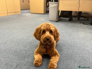 Cockapoo dogs PROVEN STUD - Red/Apricot F1B cockapoo in Dunstable - Advert 4