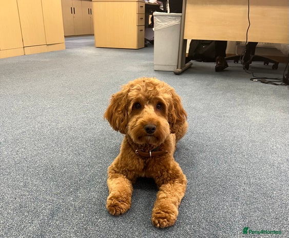 Cockapoo dogs in Dunstable - Advert 1