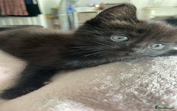 Mixed Breed cats for sale: Mix breed 3 boys 2 girls  - Image 10