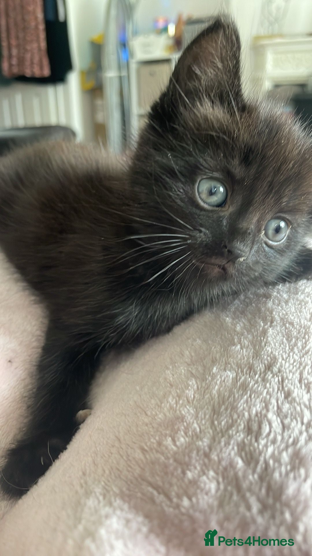 Mixed Breed cats for sale: Mix breed 3 boys 2 girls  - Image 10