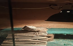 Bearded Dragon reptiles for sale: Bearded dragon and vivarium - Image 5