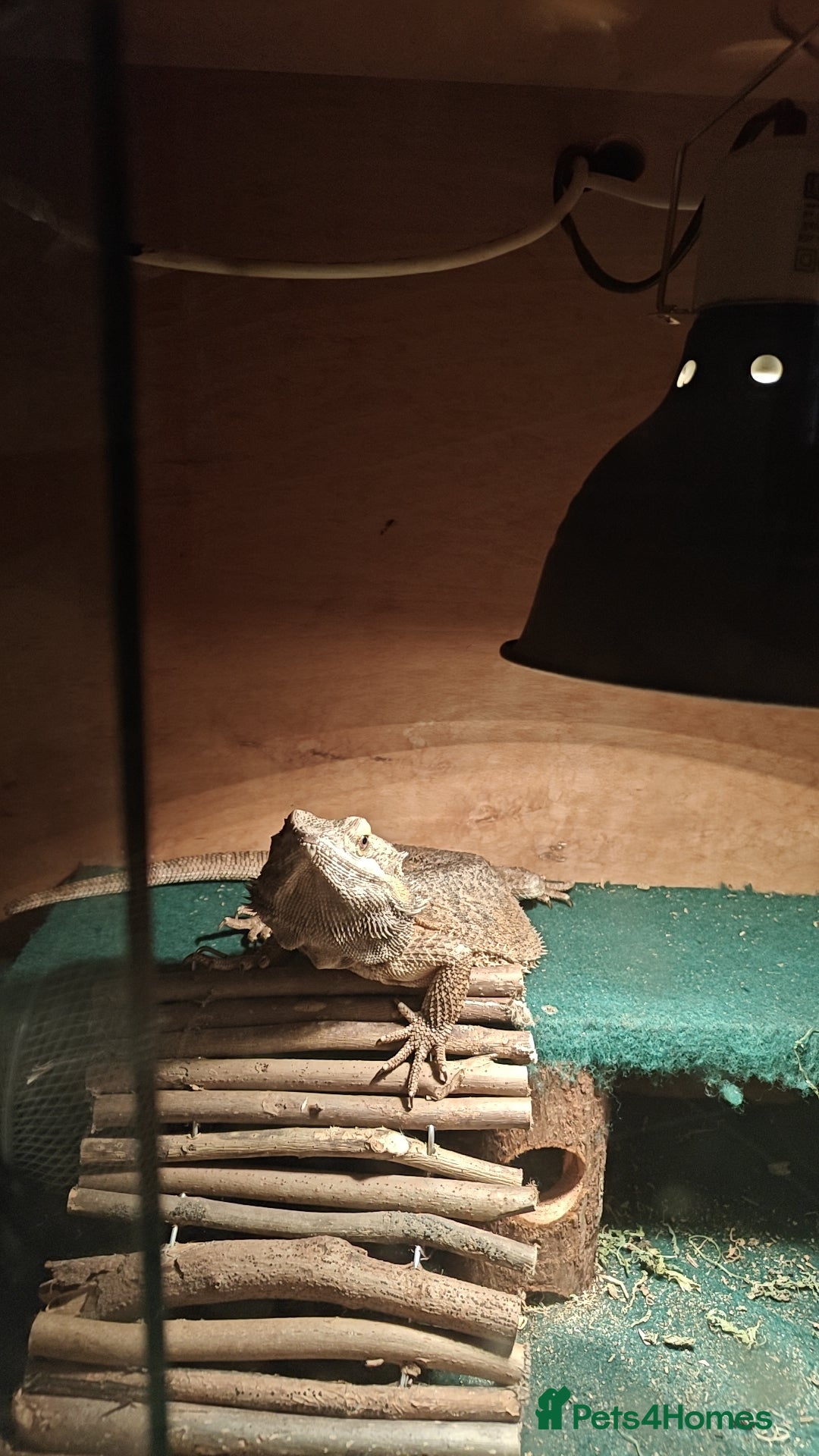 Bearded Dragon reptiles for sale: Bearded dragon and vivarium - Image 5