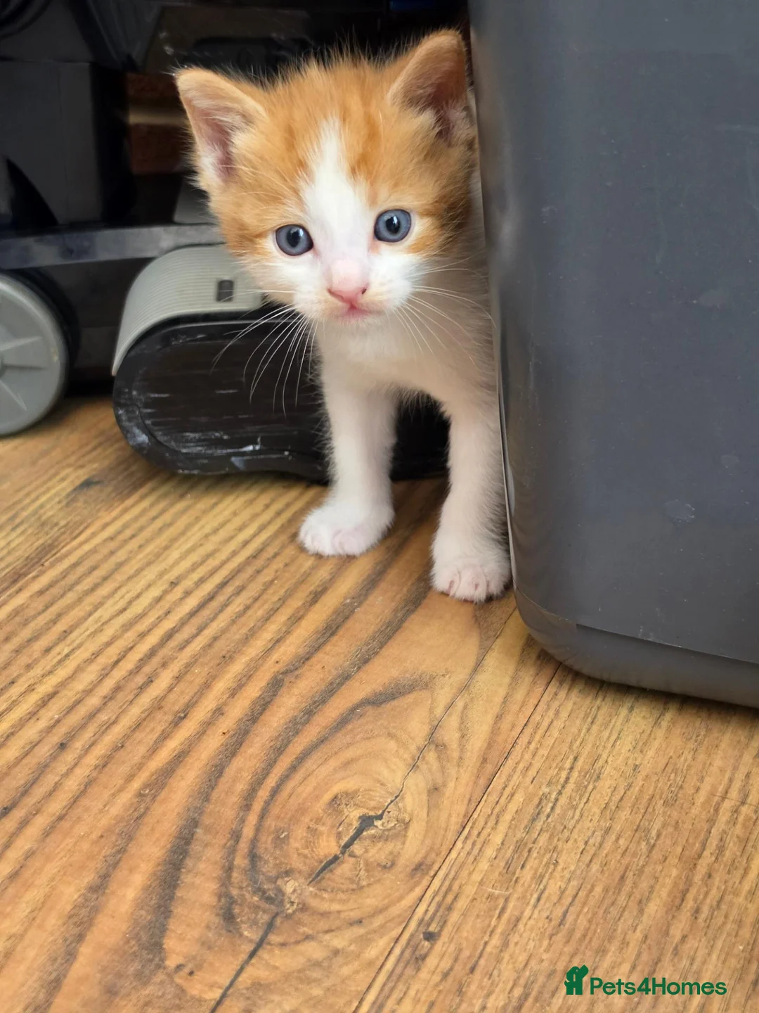 Mixed Breed cats for sale: 🐱 Cute Kittens for Sale 🐾  - Advert 2
