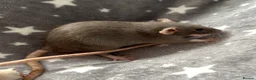 Rat rodents for sale: Baby Dumbo Rats Fancy Rats Male  - Advert 5