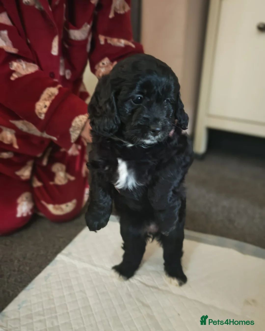 Cockapoo dogs for sale: Cockerpoo  puppys  - Advert 5
