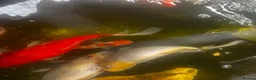 Pond Fish fish for sale: carp & goldfish  - Advert 4