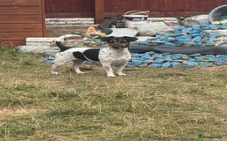 Jack Russell dogs for sale: 5 Jack Russel Puppies - Image 13