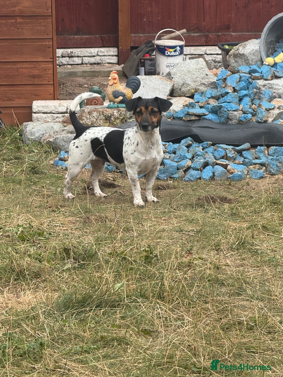 Jack Russell dogs for sale: 5 Jack Russel Puppies - Image 13