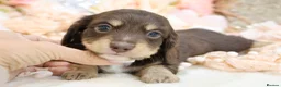 Miniature Dachshund dogs for sale: KC Longhair Miniature Dachshund Puppies - Advert 22