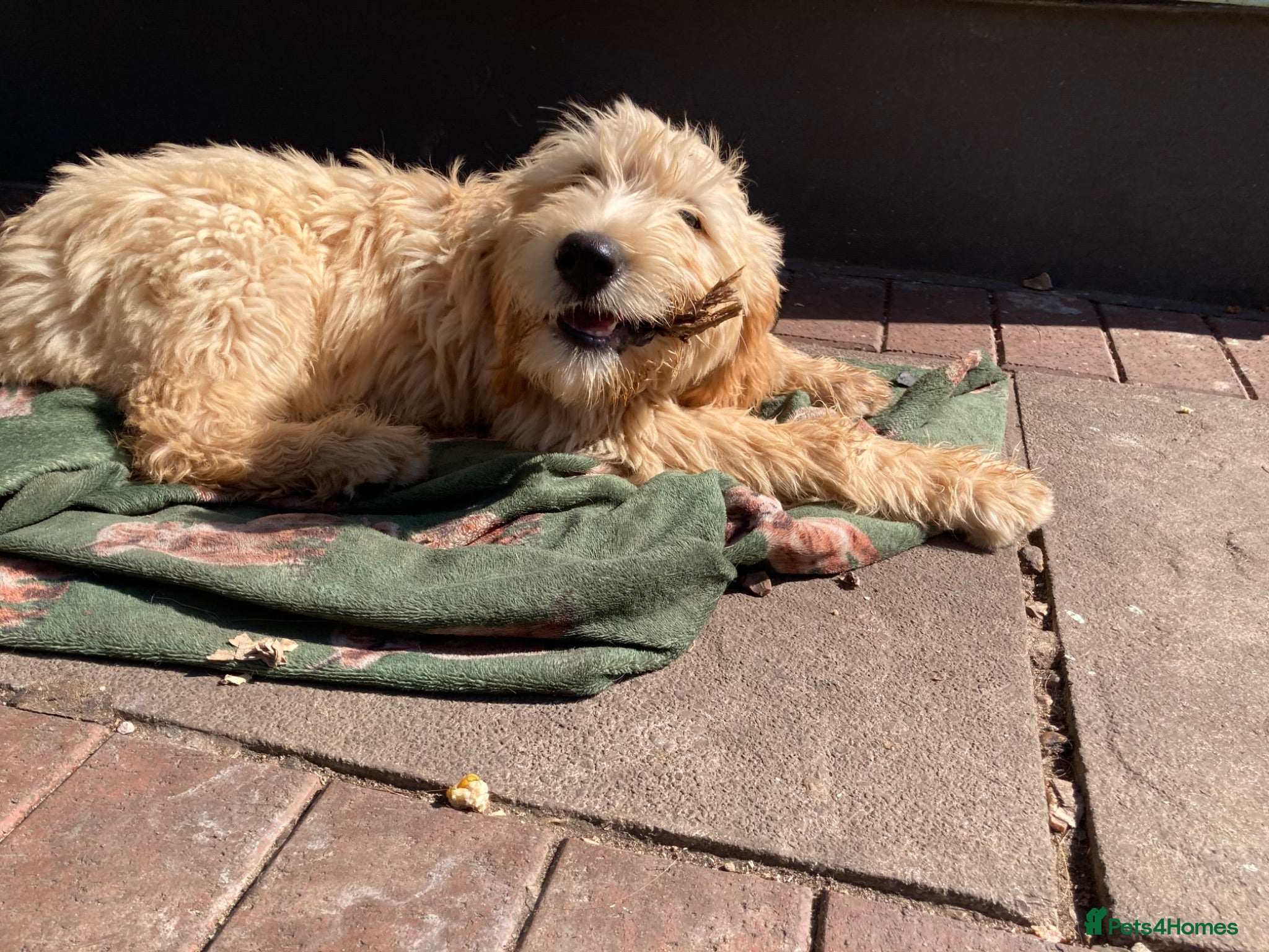 Goldendoodle dogs Goldendoodle pups - Advert 1