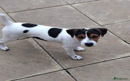 Mixed Breed dogs for sale: Parsons Russell Jack Russell Hybrid Puppy (Cooper) - Image 1