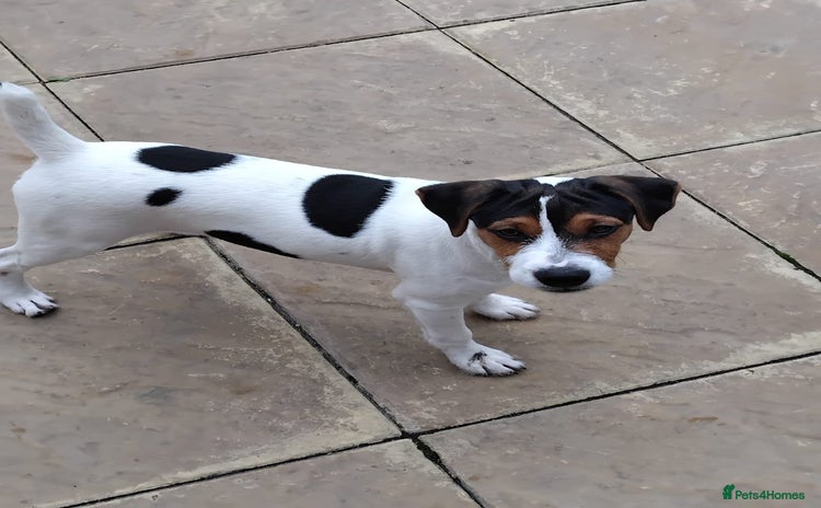 Mixed Breed dogs - Advert 3
