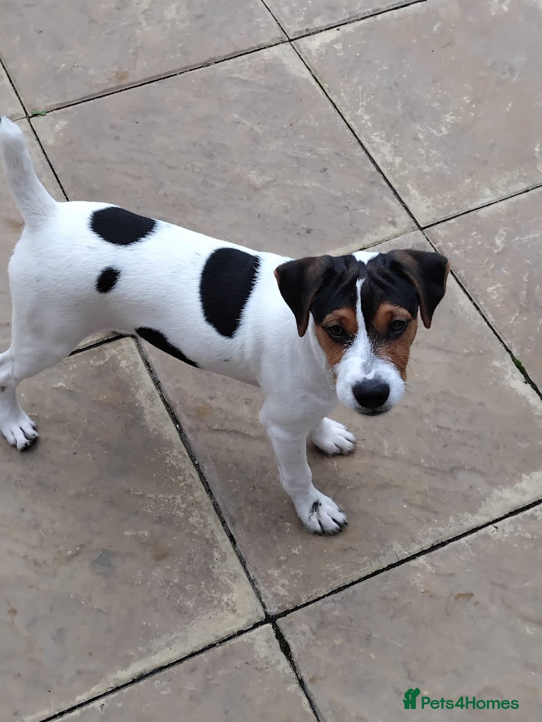 Mixed Breed dogs for sale: Parsons Russell Jack Russell Hybrid Puppy (Cooper) - Image 1