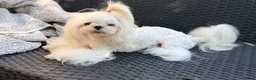 Maltese dogs for stud: KC Korean Doll Face Maltese Boy  - Advert 2