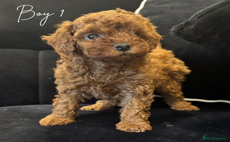 Toy Poodle dogs - Advert 4