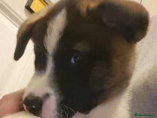 Akita dogs Ready to leave now. American Akita Puppies 🐾 - Advert 17
