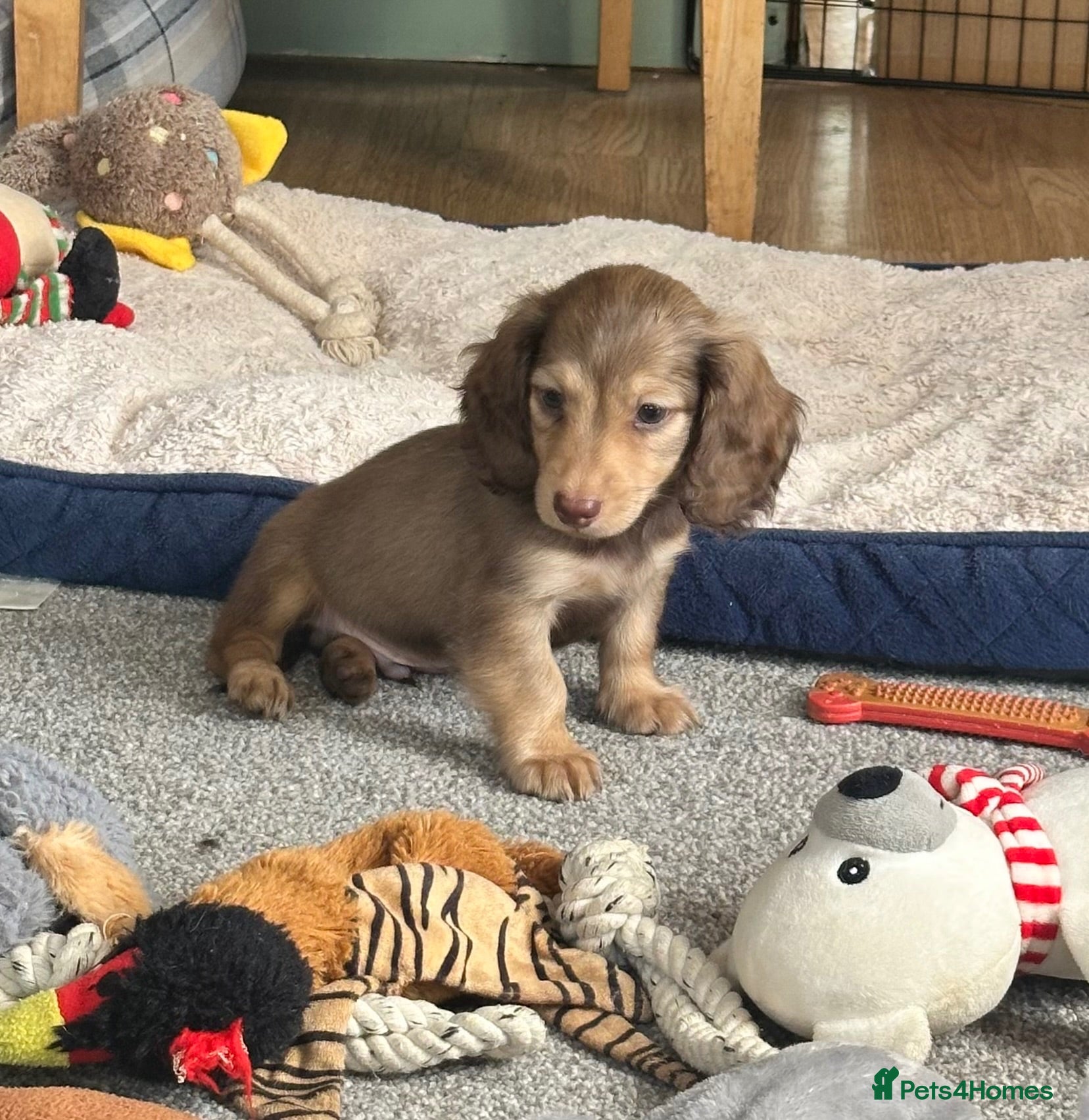Dachshund dogs Stunning longhaired creams and shaded cream pups - Advert 2