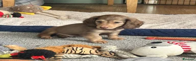 Dachshund 1