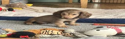 Dachshund dogs for sale: Stunning longhaired creams and shaded cream pups - Advert 18