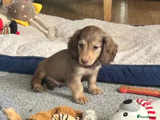 Dachshund dogs Stunning longhaired creams and shaded cream pups - Advert 2
