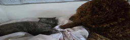 Cockapoo dogs for sale: 1-Year-Old Cockapoo Looking for His Forever Home in Norwich - Advert 3