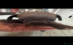 Chihuahua dogs for sale: Chihuahua puppies for sale - Image 7