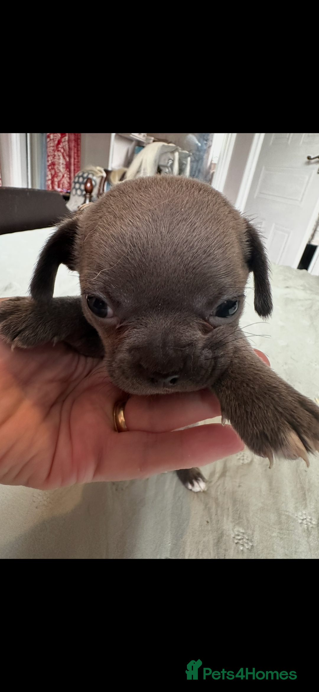 Chihuahua dogs for sale: Chihuahua puppies for sale - Image 7