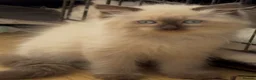 Siberian cats for sale: Adorable Siberian Neva Masquerades - Advert 5