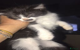 Domestic Shorthair cats for sale: Kittens for sale - Image 6