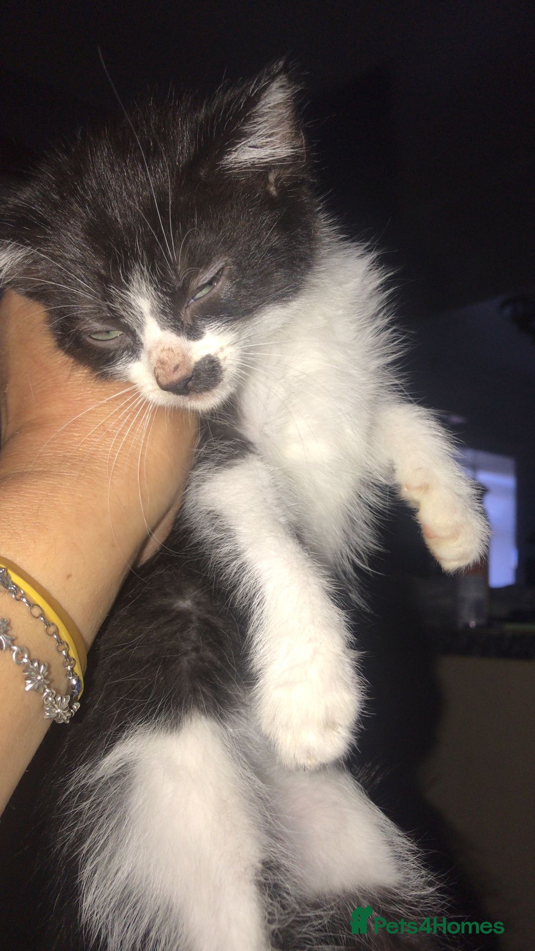 Domestic Shorthair cats for sale: Kittens for sale - Image 6