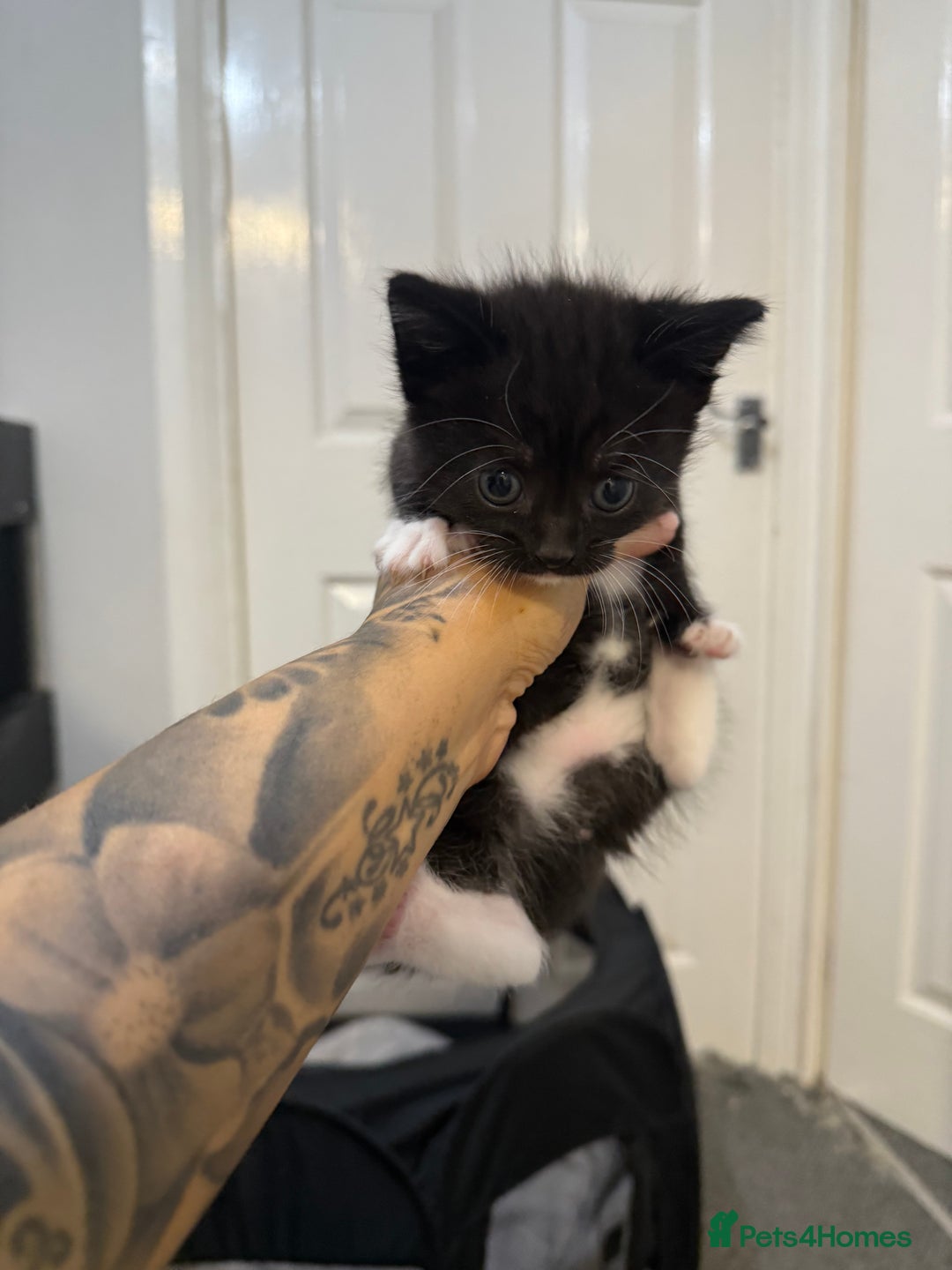 Mixed Breed cats for sale: Kittens for sale ready October 14th - Image 14