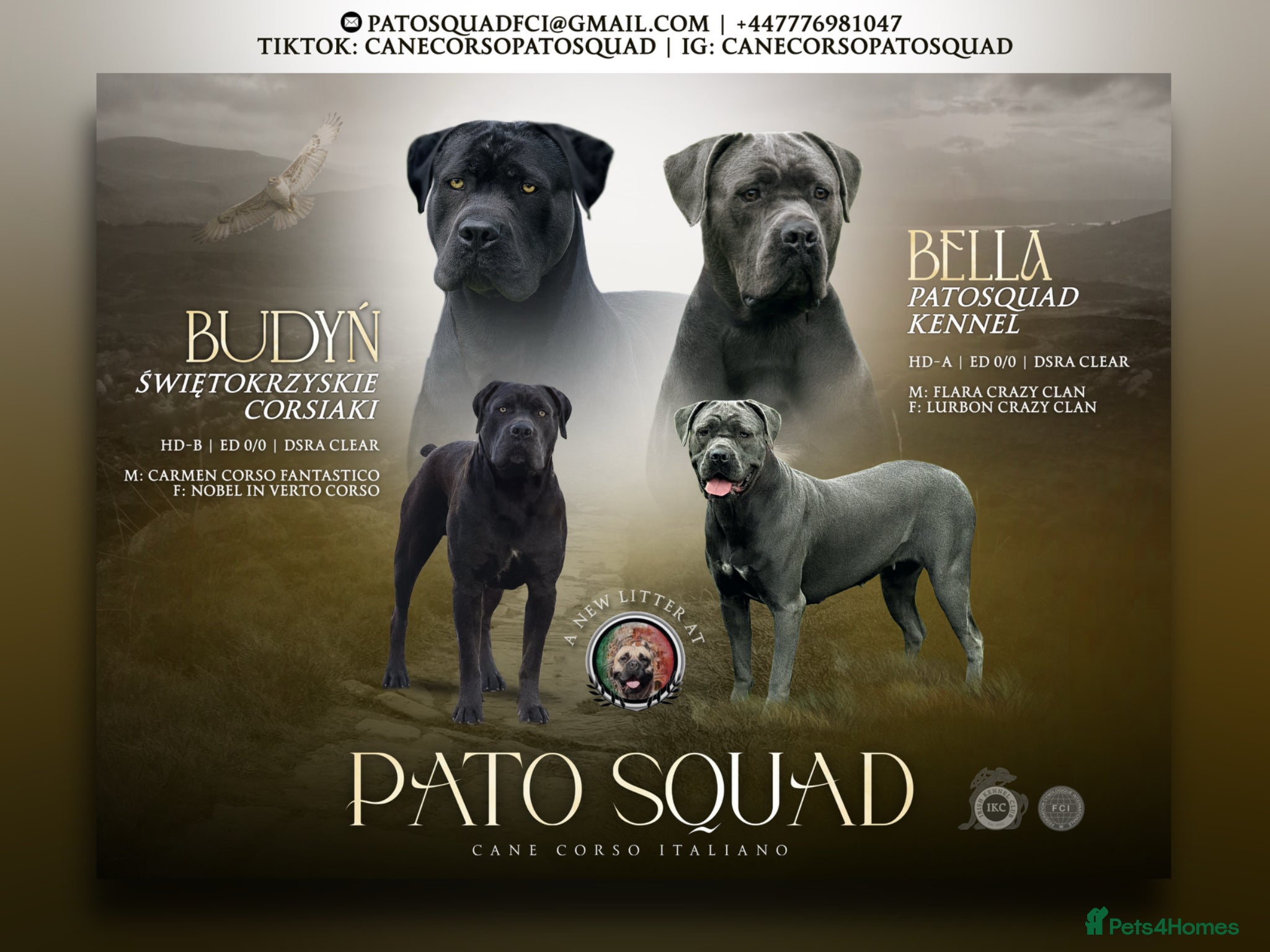 Cane Corso dogs 🐾 PatoSquad Cane Corso – Premium Litter 🐾 - Advert 2