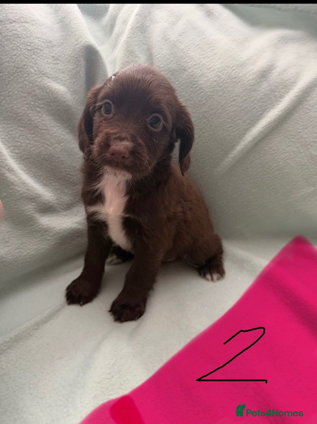 Cocker Spaniel dogs for sale: 4 cocker spaniel puppies left  - Advert 7